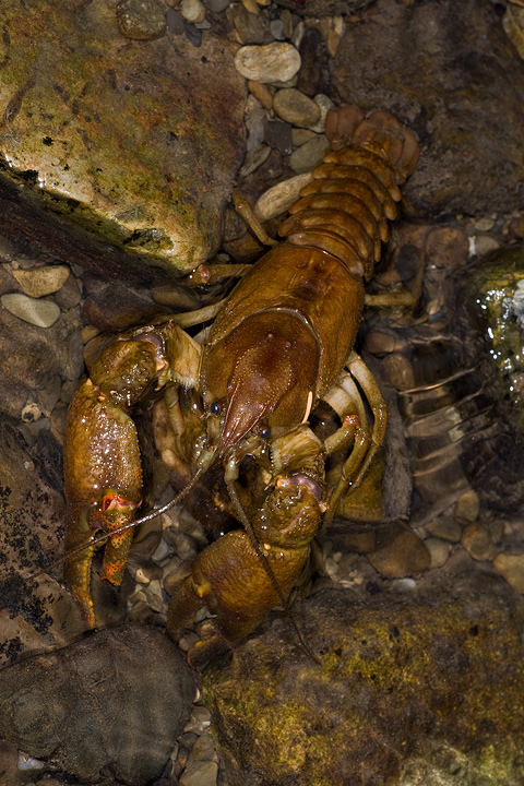 gambero, fiume, austropotamobius pallipes, val d'aveto